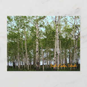 Fish Lake, Utah Postcard