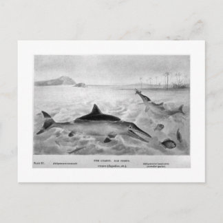 Fish Lizards art postcard