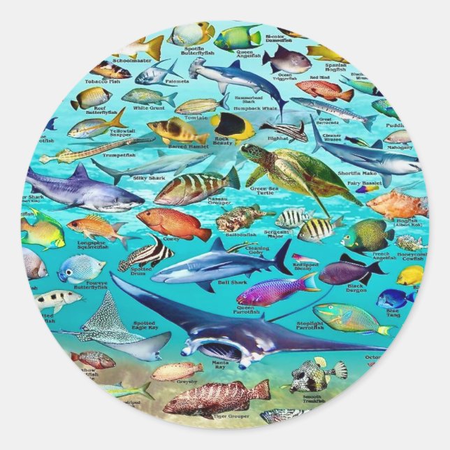 Fish & More Fish  Classic Round Sticker (Front)