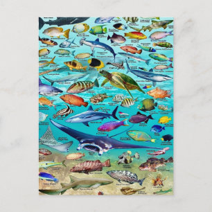 Fish & More Fish Postcard