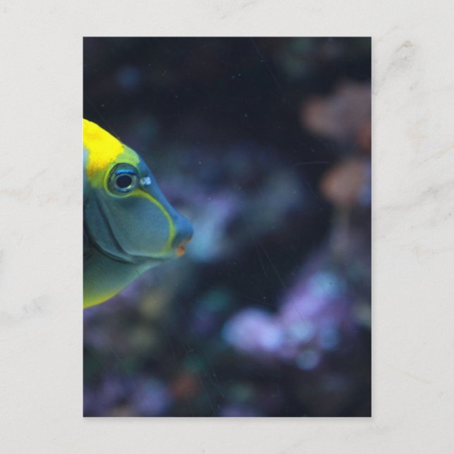 fish postcard (Front)