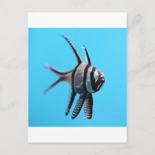 Fish Postcard