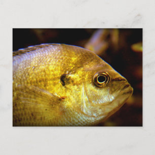 Fish Postcard