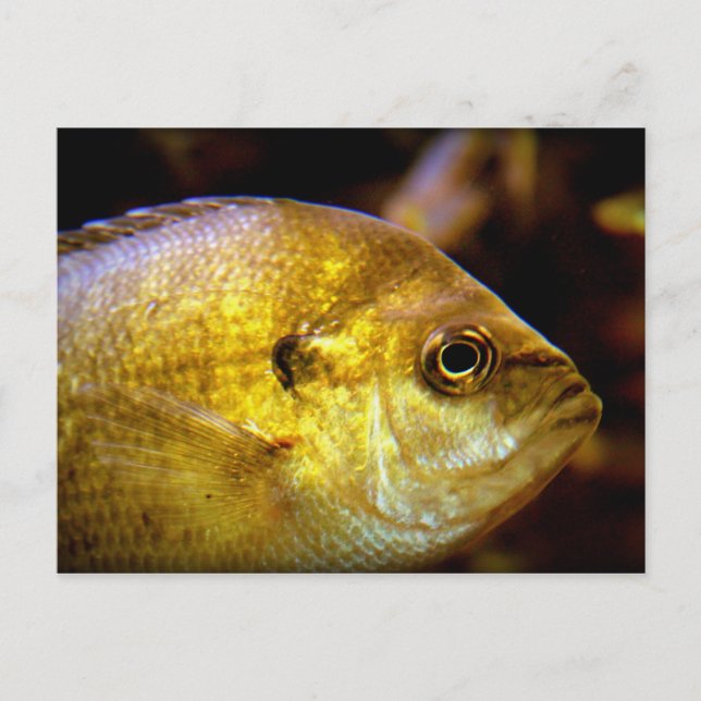 Fish Postcard (Front)