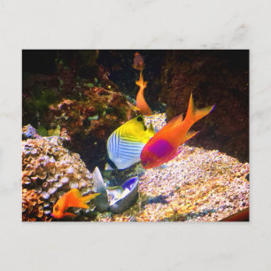 Fish Postcard