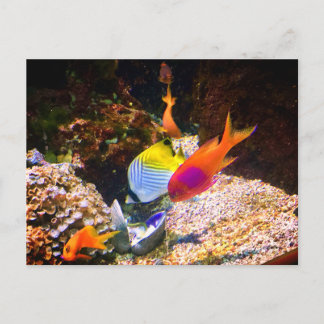 Fish Postcard