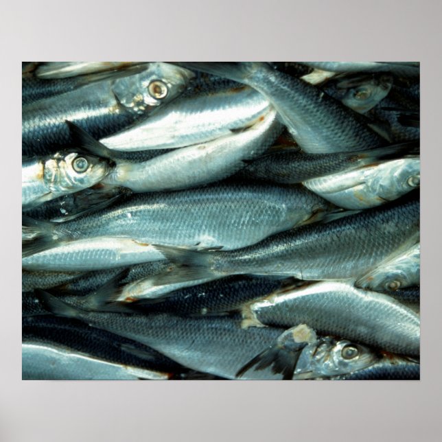 Fish Poster (Front)