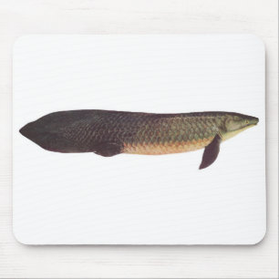 Fish - Qld. Lungfish - Neoceratodus forsteri Mouse Pad