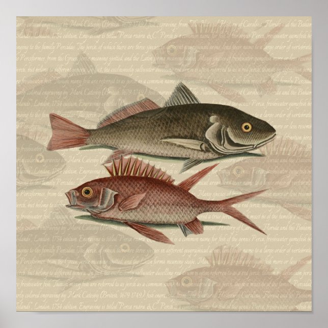 Fish Red Perch Fisherman Art Poster (Front)
