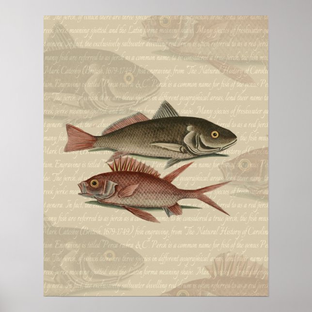 Fish Red Perch Fisherman Art Poster (Front)