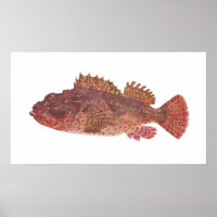 Fish - Red Rock Cod - Scorpaena cardinalis