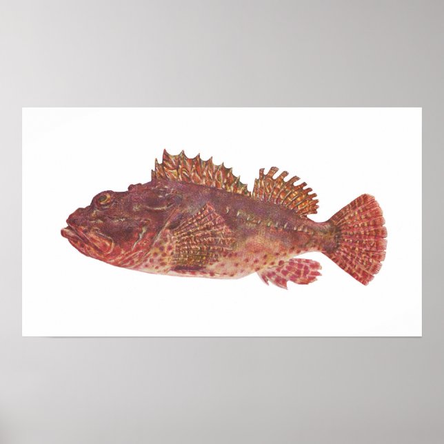 Fish - Red Rock Cod - Scorpaena cardinalis Poster (Front)