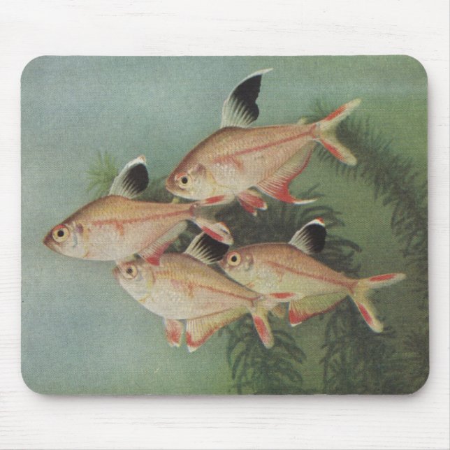 Fish - Rosy Tetra - Hyphessobrycon rosaceus Mouse Pad (Front)