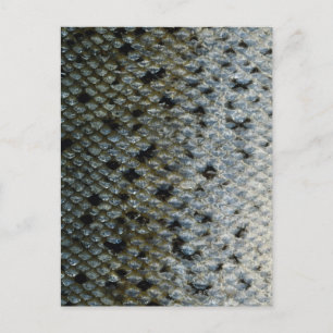 Fish Scales 2 Postcard