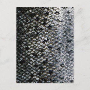 Fish Scales Postcard