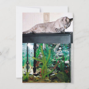 Fish Sitting Greeting Card
