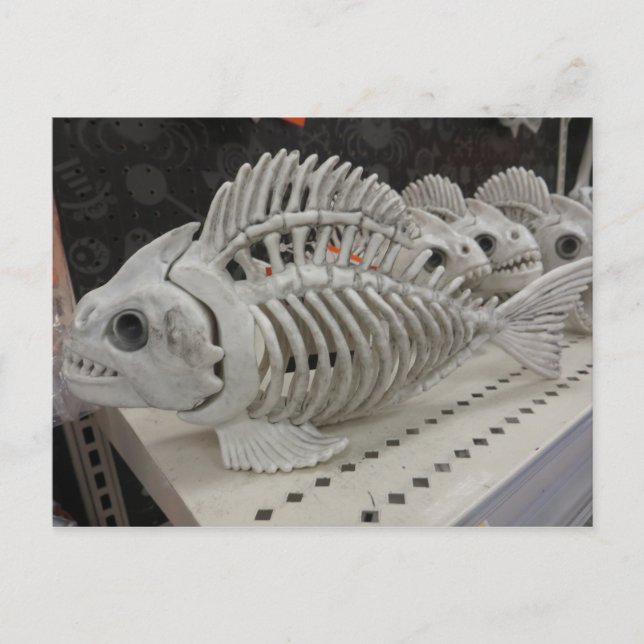 Fish Skeleton Postcard (Front)