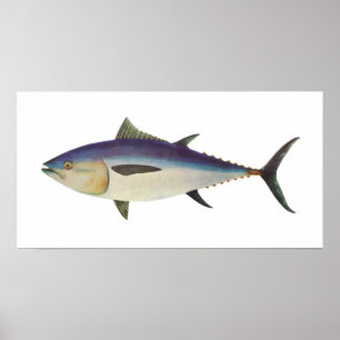 Fish - Southern Bluefin Tuna - Thunnus maccoyii Poster