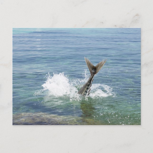 Fish splashing in the sea postcard (Front)