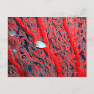 Fish swimming in coral postcard