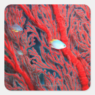 Fish swimming in coral square sticker