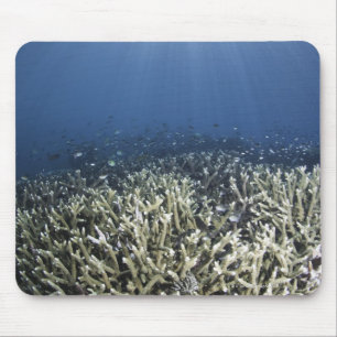 Fish swimming over dead reef mouse pad