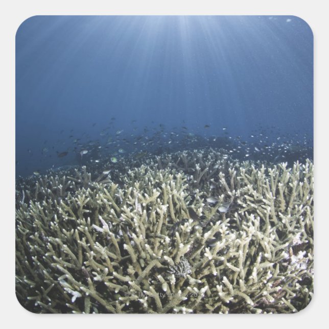Fish swimming over dead reef square sticker (Front)