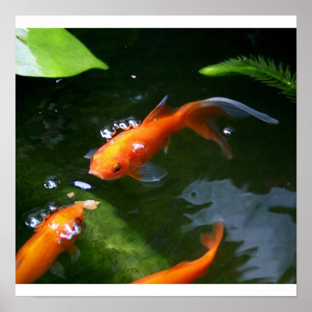 FISH TALES   www.debbie-may.fineartamerica.com Poster (Front)