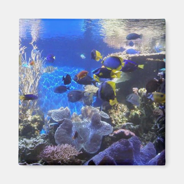 Fish tank 2 magnet (Front)
