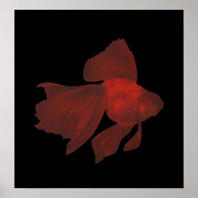 Fish - Veiltail Goldfish - Carassius auratus Poster (Front)