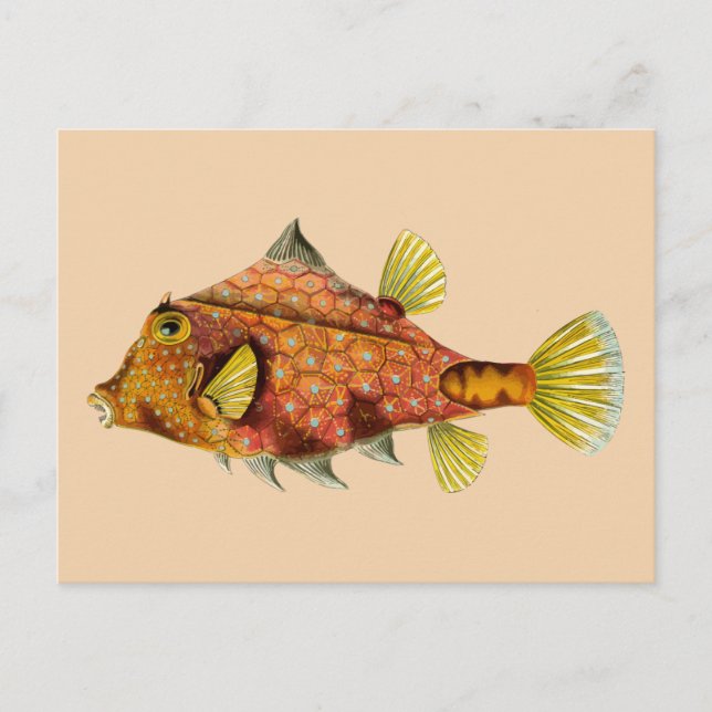 fish wrap postcard (Front)