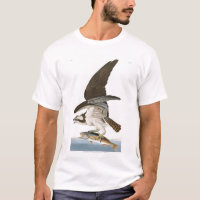 Fisher Hawk or Osprey by Audubon