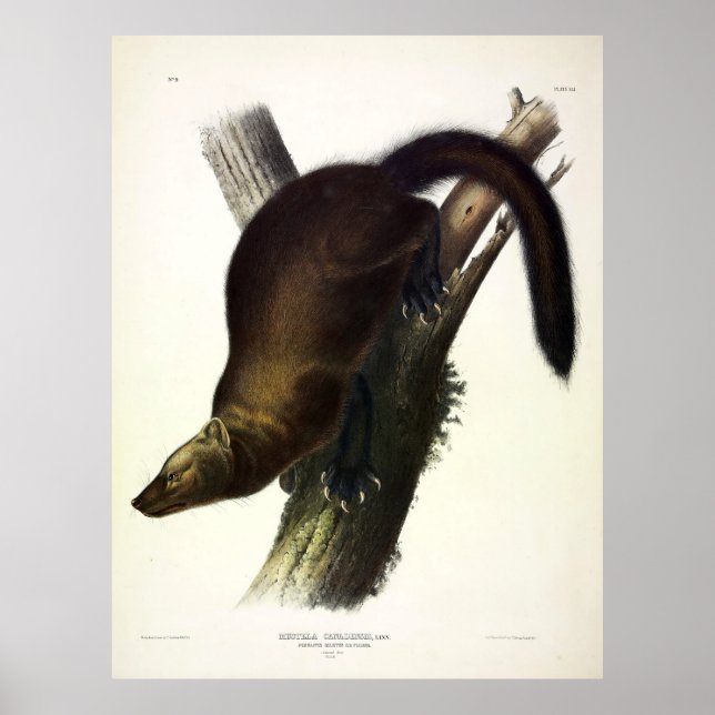 Fisher (Pennant's Marten or Cat Fisher) by Audubon Poster (Front)