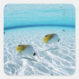 Fishes in the sea 2 square sticker