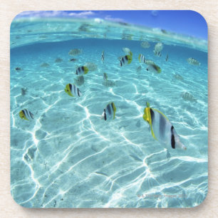 Fishes in the sea 3 coaster
