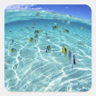 Fishes in the sea 3 square sticker