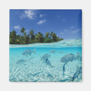 Fishes in the sea magnet
