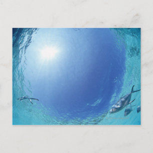 Fishes in the sea postcard
