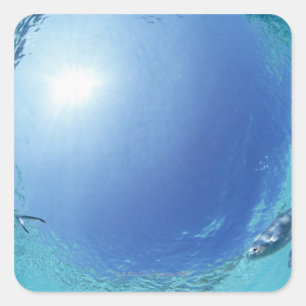 Fishes in the sea square sticker