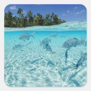 Fishes in the sea square sticker