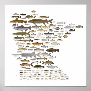 Fishes of Minnesota Poster