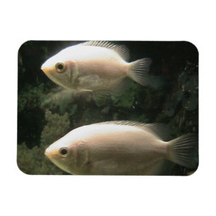 Fishies magnet