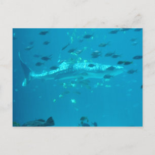 Fishies Postcard