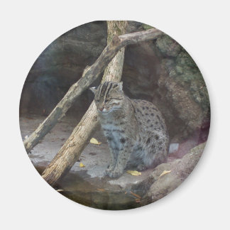 fishing cat magnet