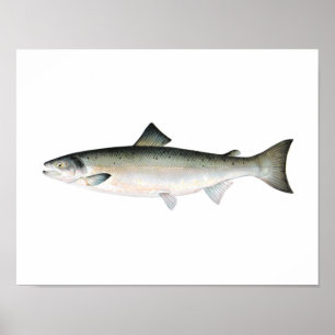 Fishing poster - Atlantic Salmon Fish
