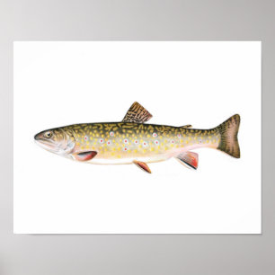 Fishing poster - Brook Trout Female Fish
