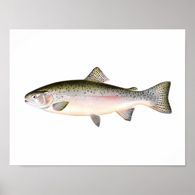 Fishing poster - Rainbow Trout Fish (Front)