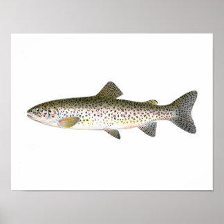 Fishing poster - Salmon Trout Fish