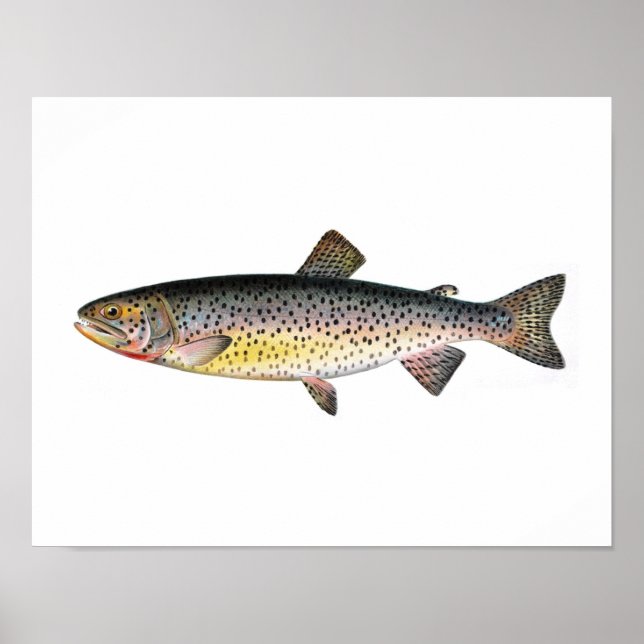 Fishing poster - Tahoe Trout Fish (Front)
