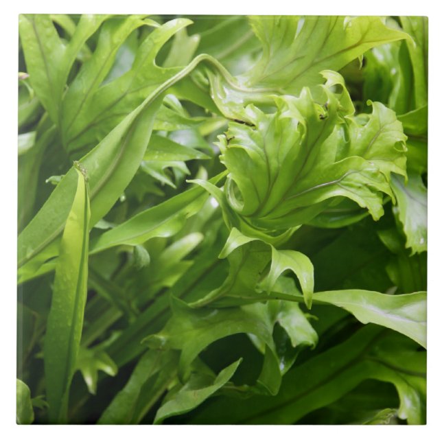 Fishtail Fern Tile (Front)